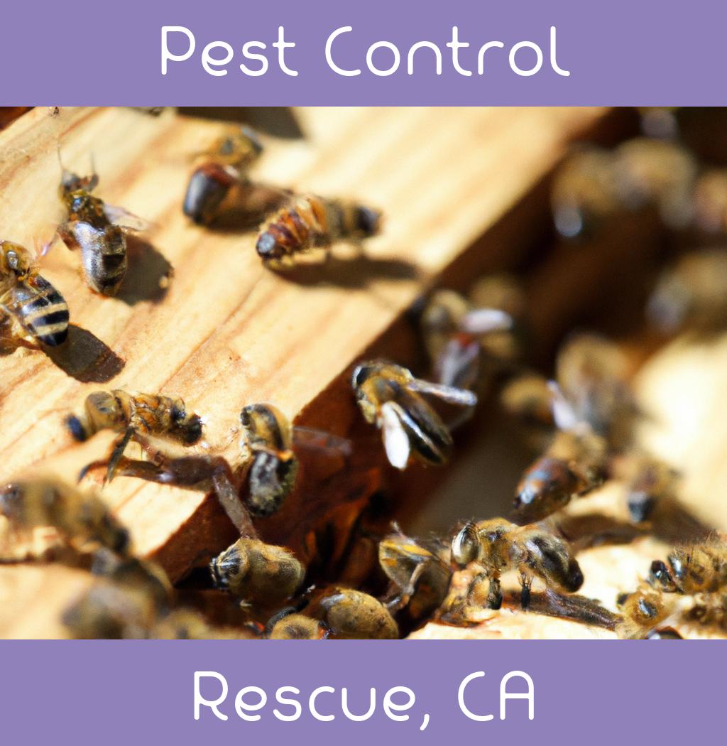 pest control in Rescue California