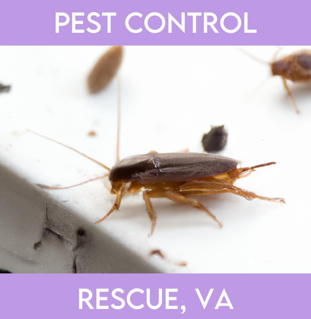 pest control in Rescue Virginia