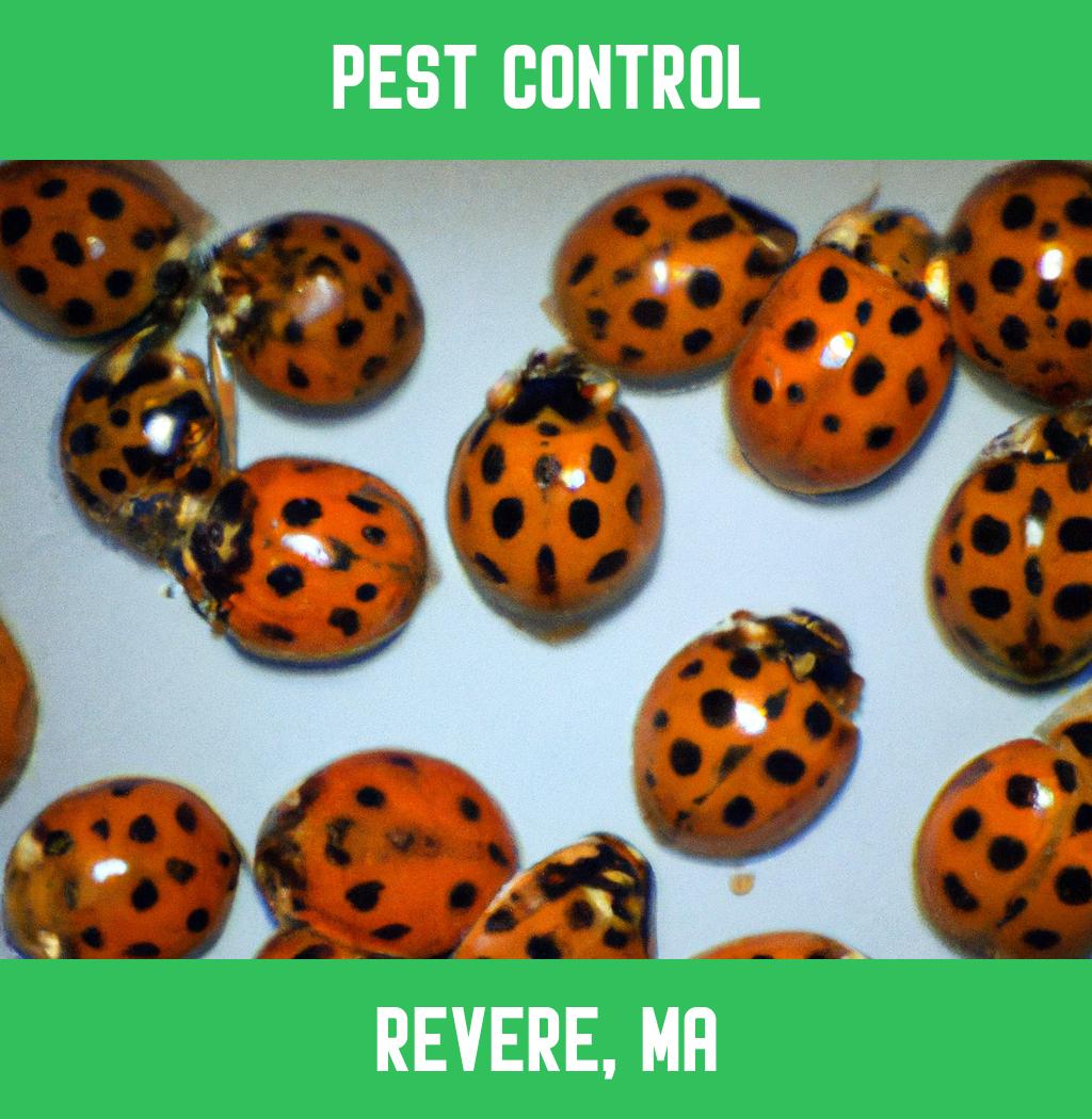 pest control in Revere Massachusetts