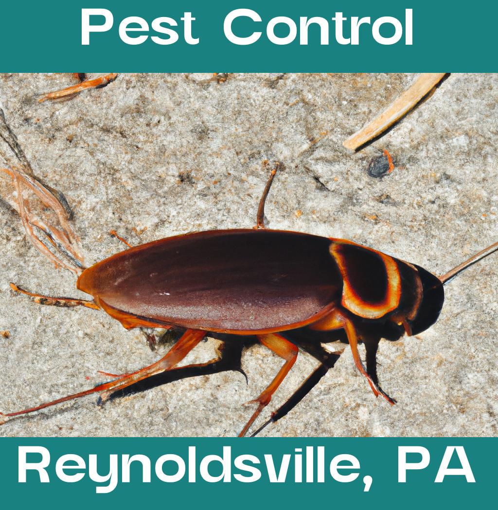 pest control in Reynoldsville Pennsylvania
