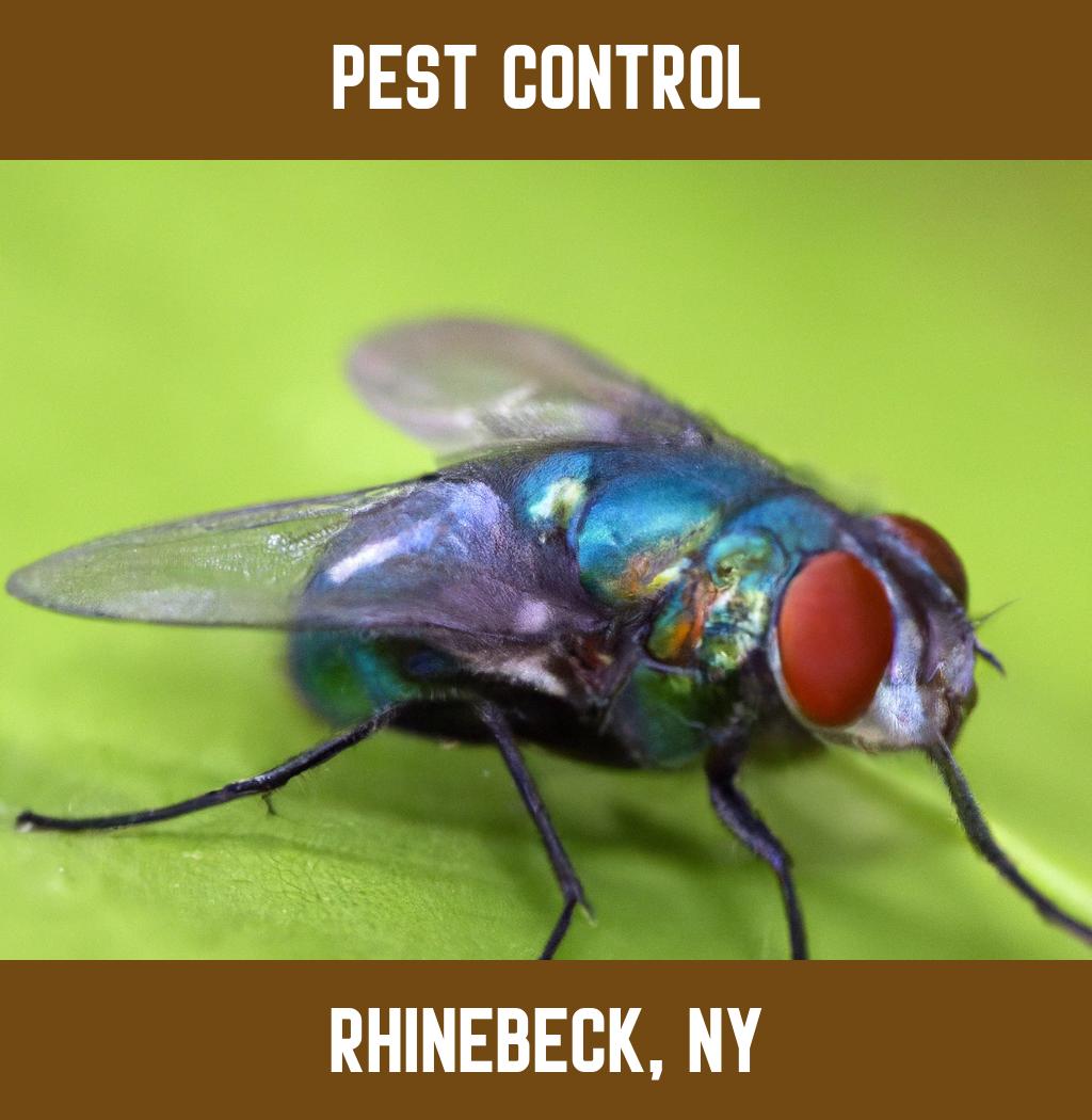 pest control in Rhinebeck New York