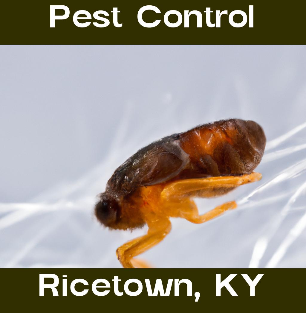 pest control in Ricetown Kentucky