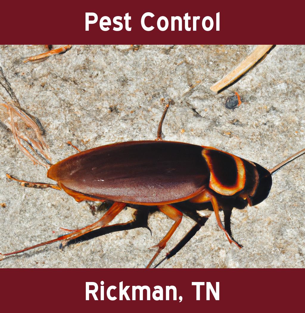 pest control in Rickman Tennessee