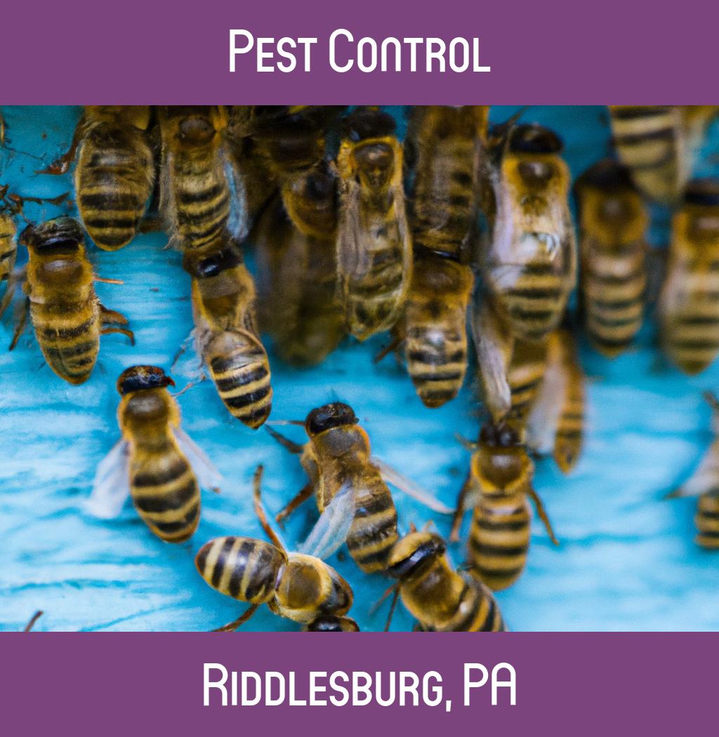 pest control in Riddlesburg Pennsylvania