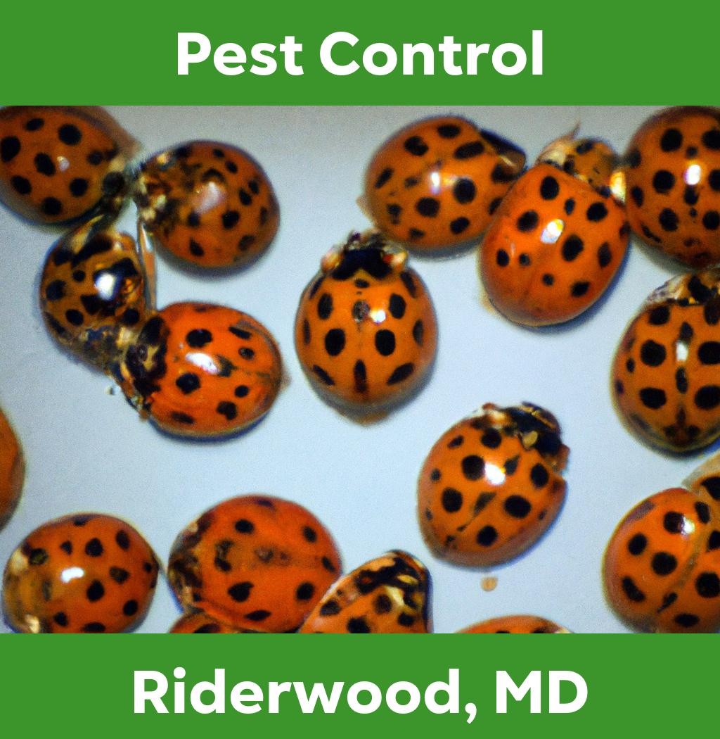 pest control in Riderwood Maryland