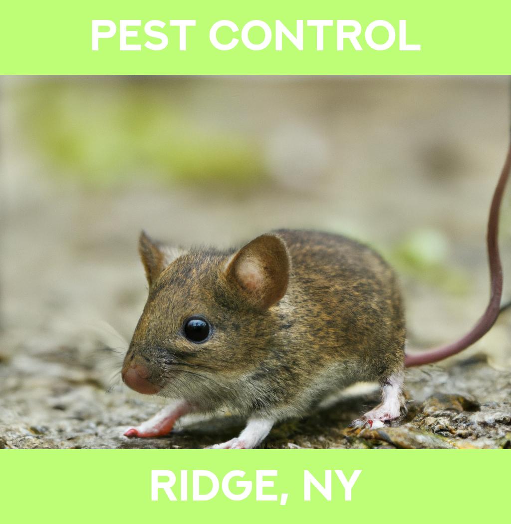 pest control in Ridge New York