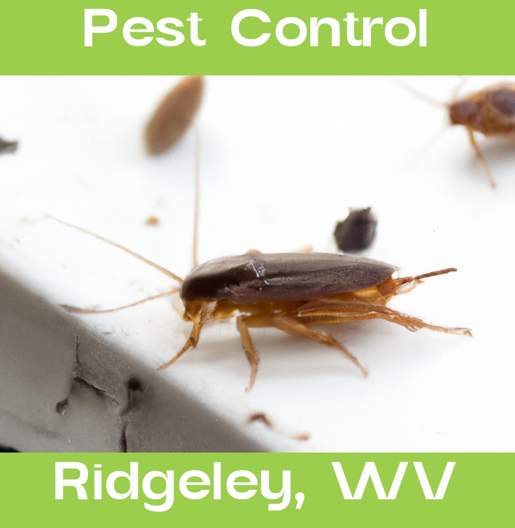 pest control in Ridgeley West Virginia