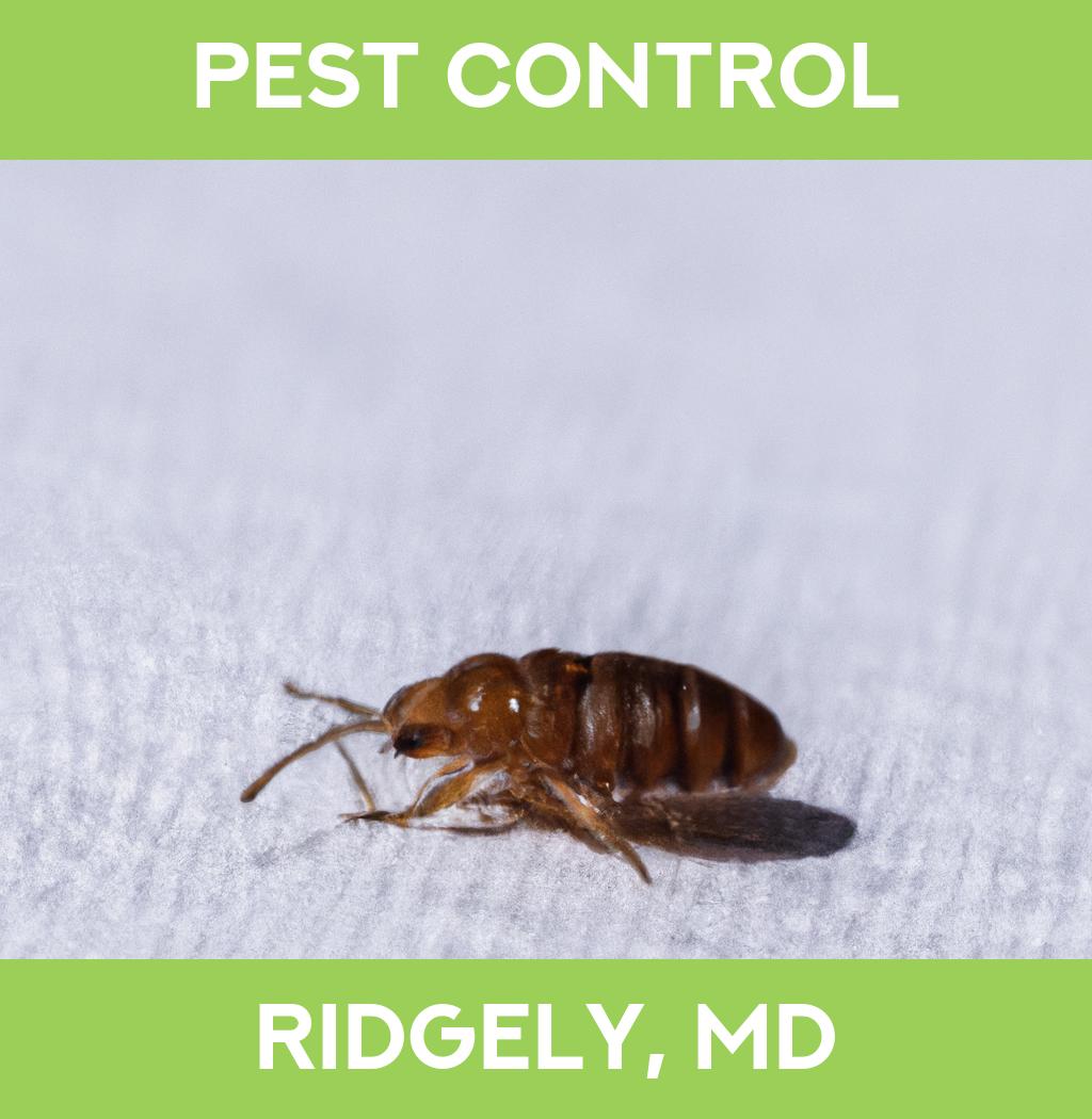 pest control in Ridgely Maryland