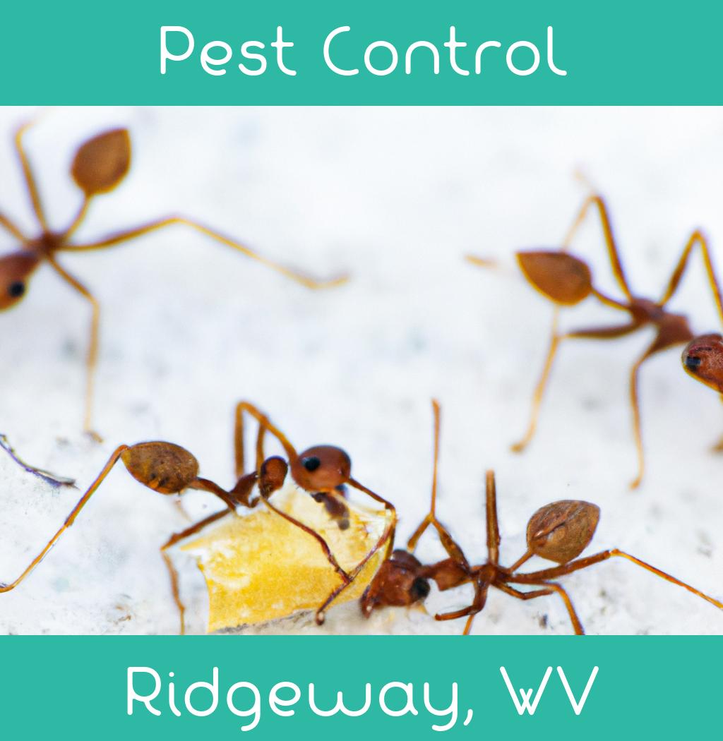 pest control in Ridgeway West Virginia