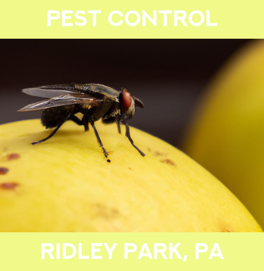 pest control in Ridley Park Pennsylvania