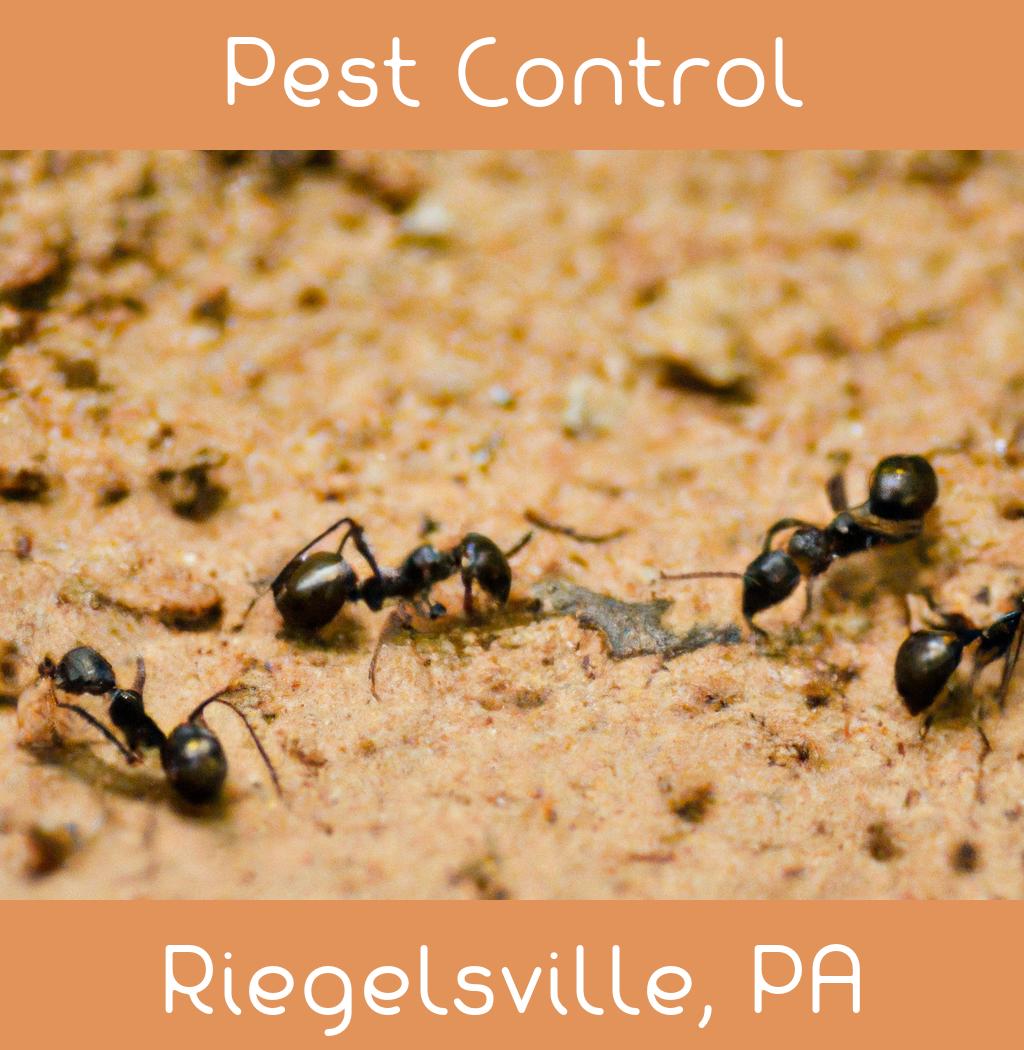 pest control in Riegelsville Pennsylvania