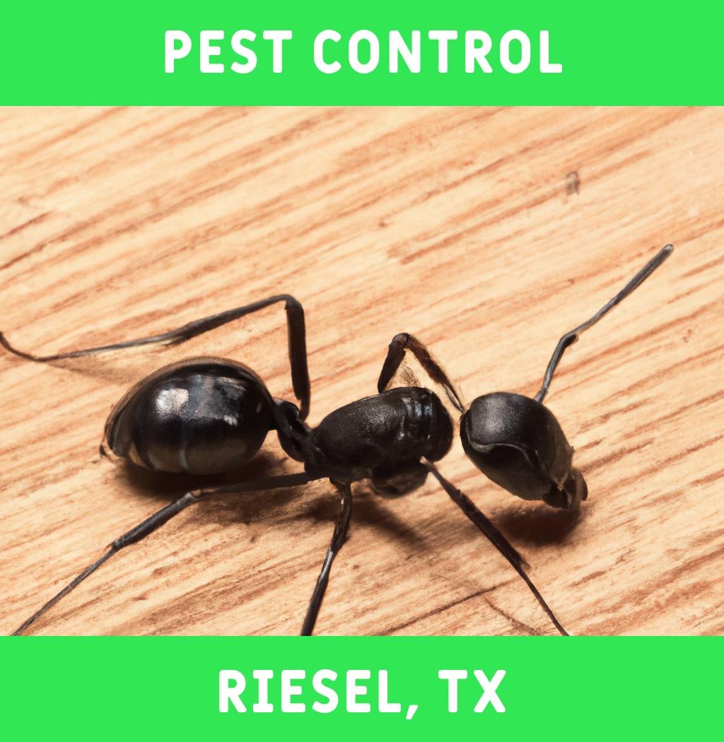 pest control in Riesel Texas