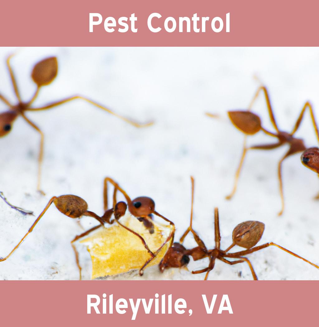 pest control in Rileyville Virginia