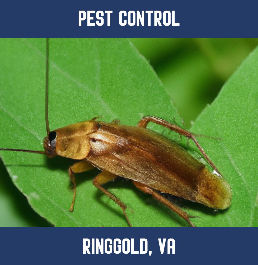 pest control in Ringgold Virginia