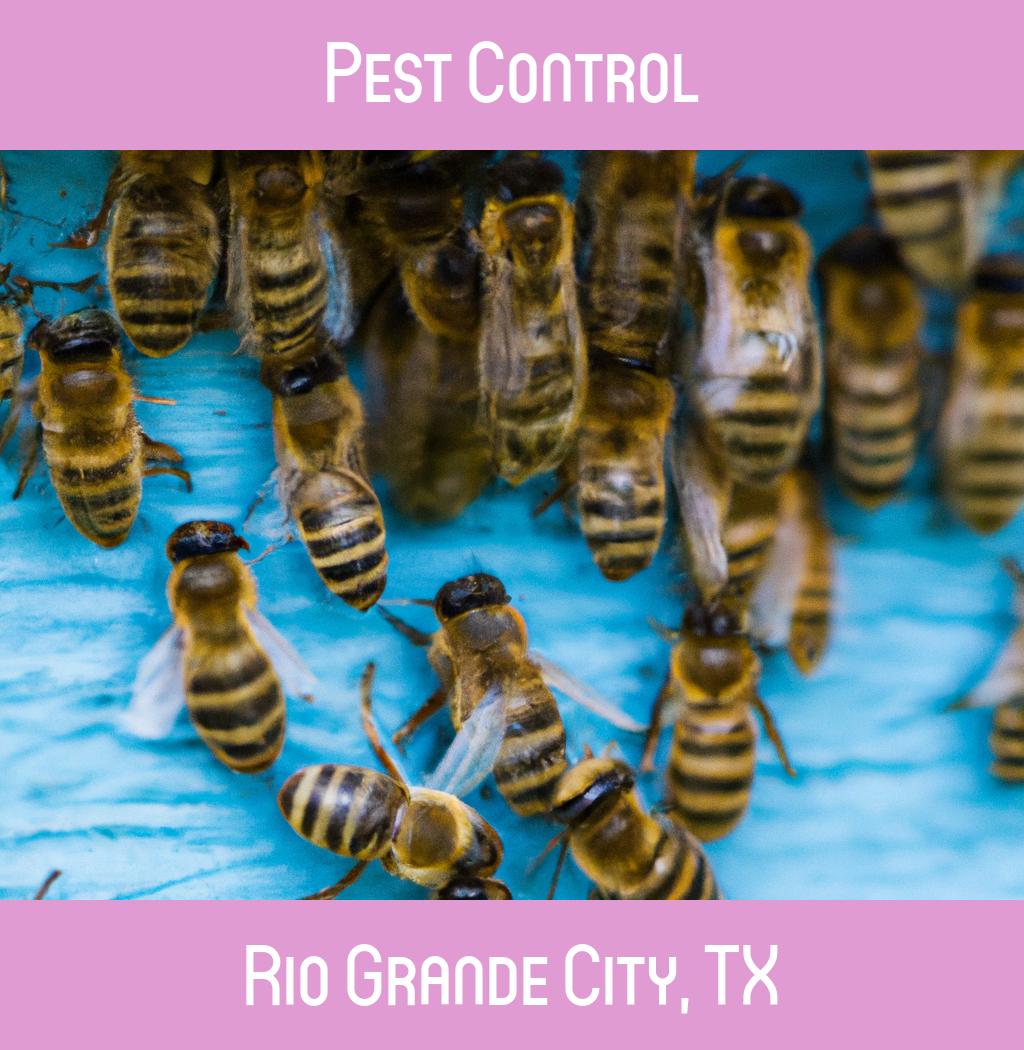 pest control in Rio Grande City Texas