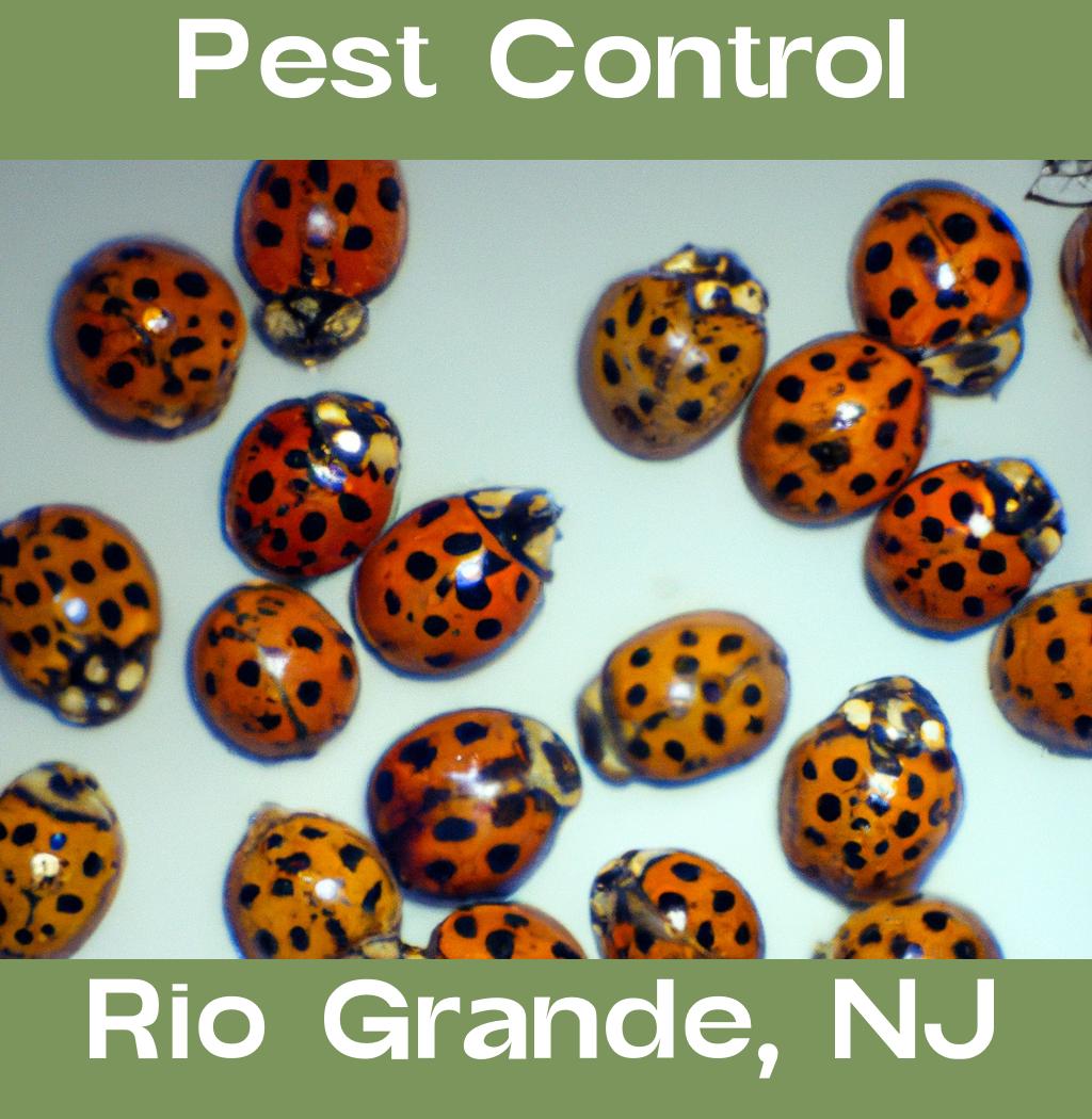 pest control in Rio Grande New Jersey