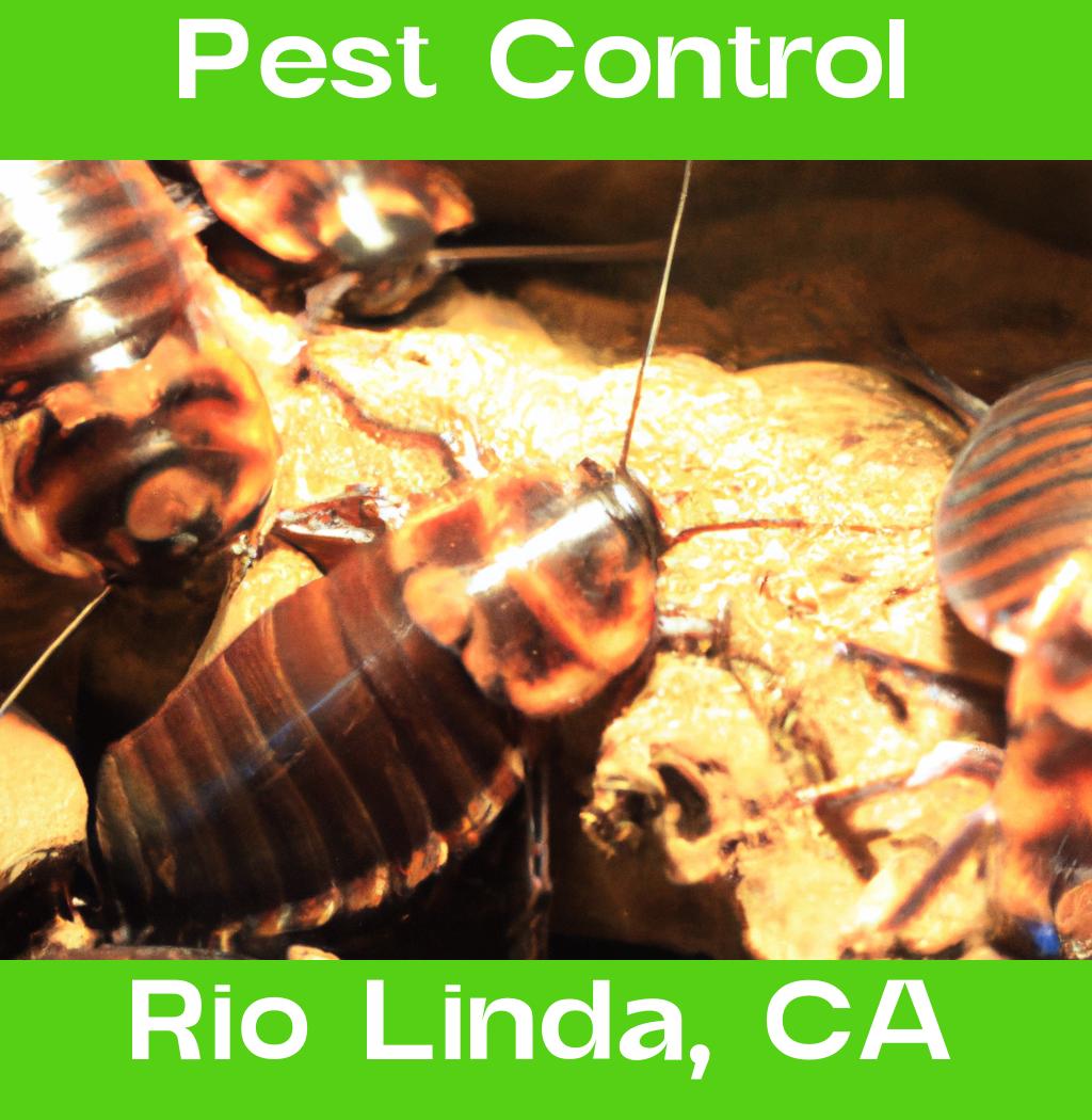 pest control in Rio Linda California