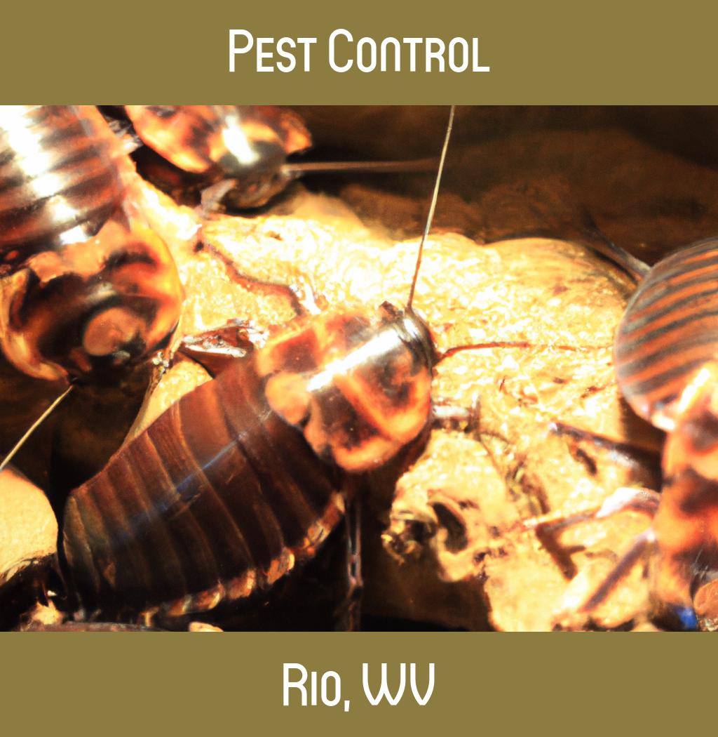 pest control in Rio West Virginia