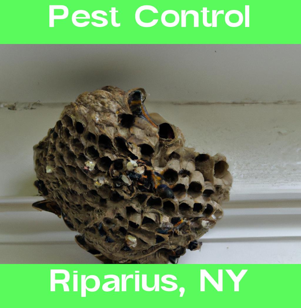 pest control in Riparius New York