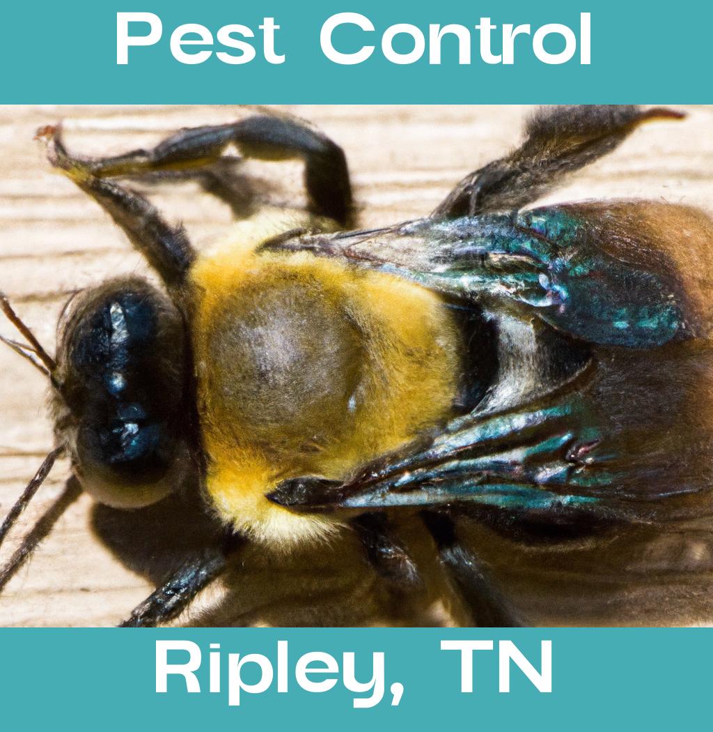 pest control in Ripley Tennessee