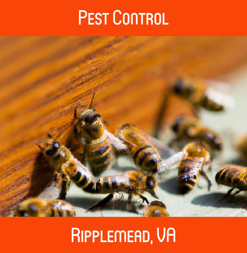 pest control in Ripplemead Virginia