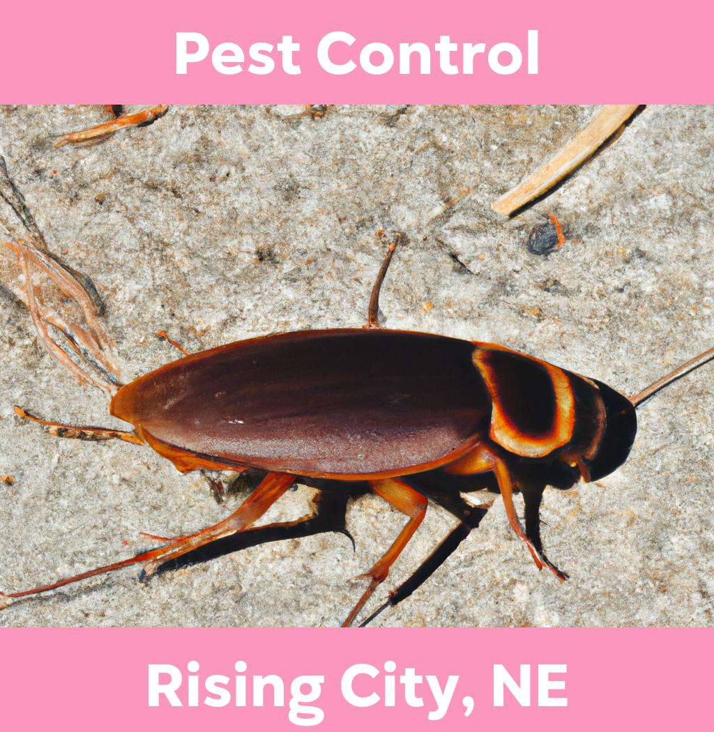 pest control in Rising City Nebraska