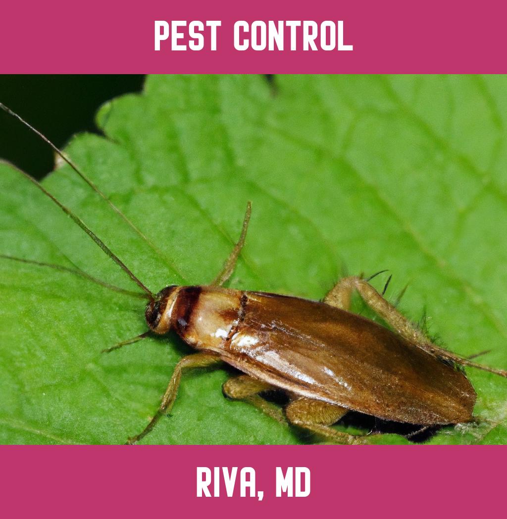 pest control in Riva Maryland