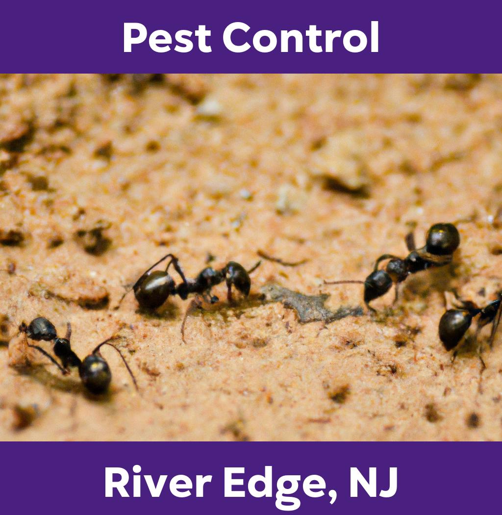 pest control in River Edge New Jersey