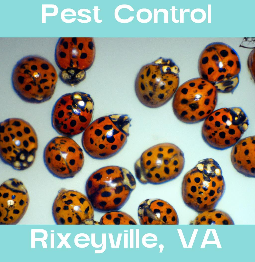 pest control in Rixeyville Virginia