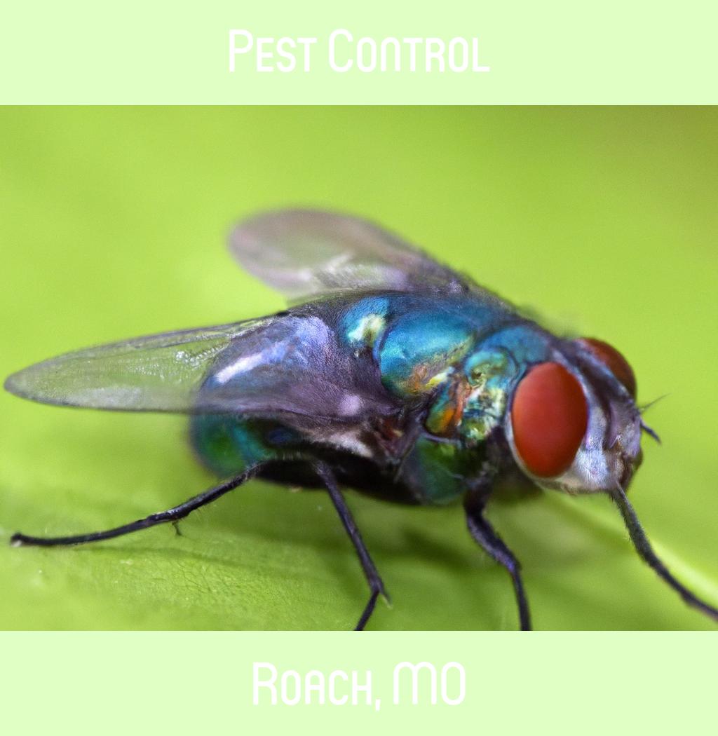 pest control in Roach Missouri