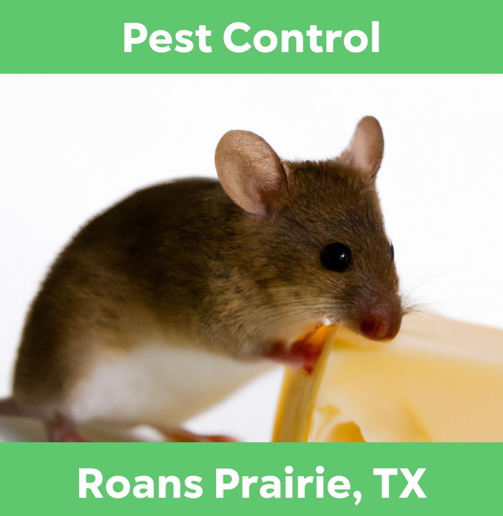 pest control in Roans Prairie Texas