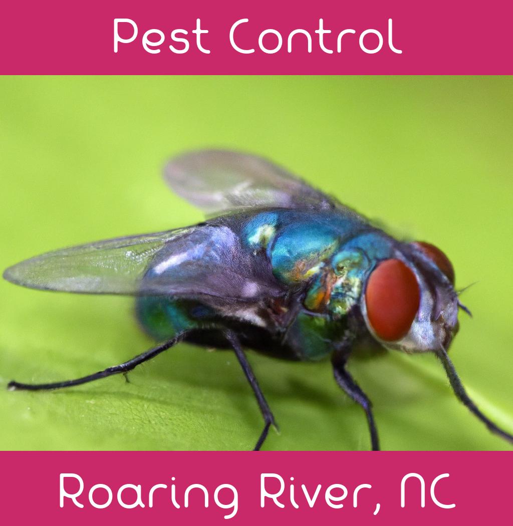 pest control in Roaring River North Carolina