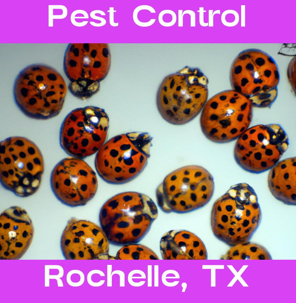 pest control in Rochelle Texas
