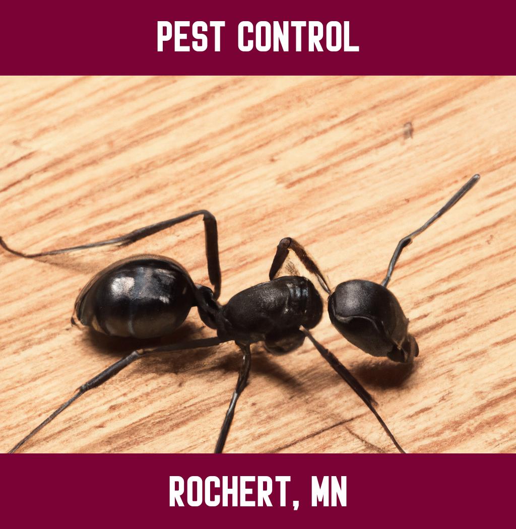 pest control in Rochert Minnesota