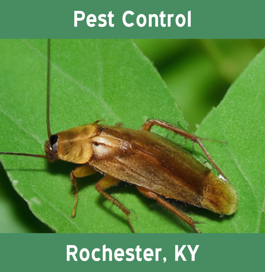 pest control in Rochester Kentucky