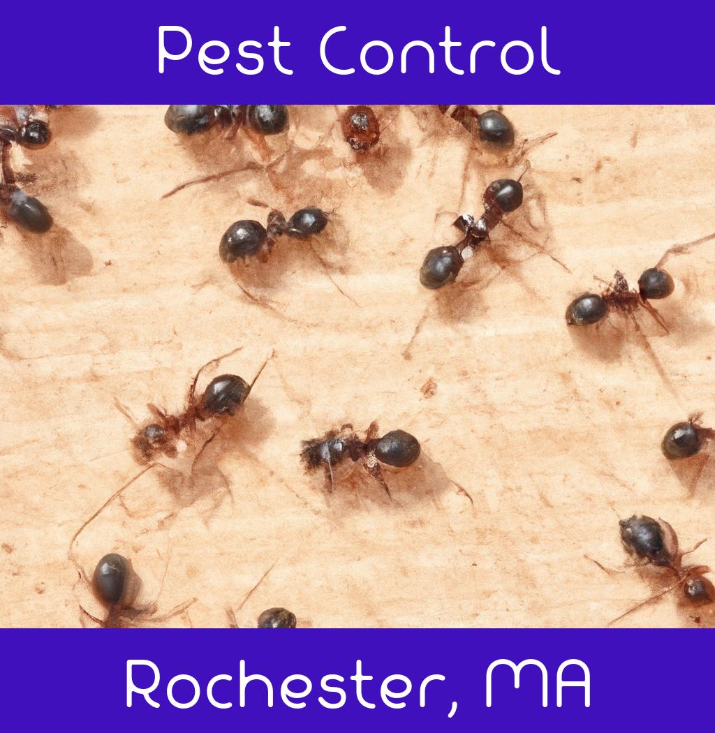pest control in Rochester Massachusetts