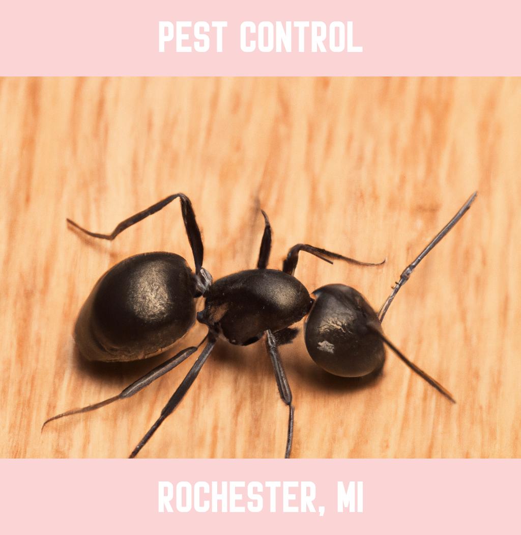 pest control in Rochester Michigan