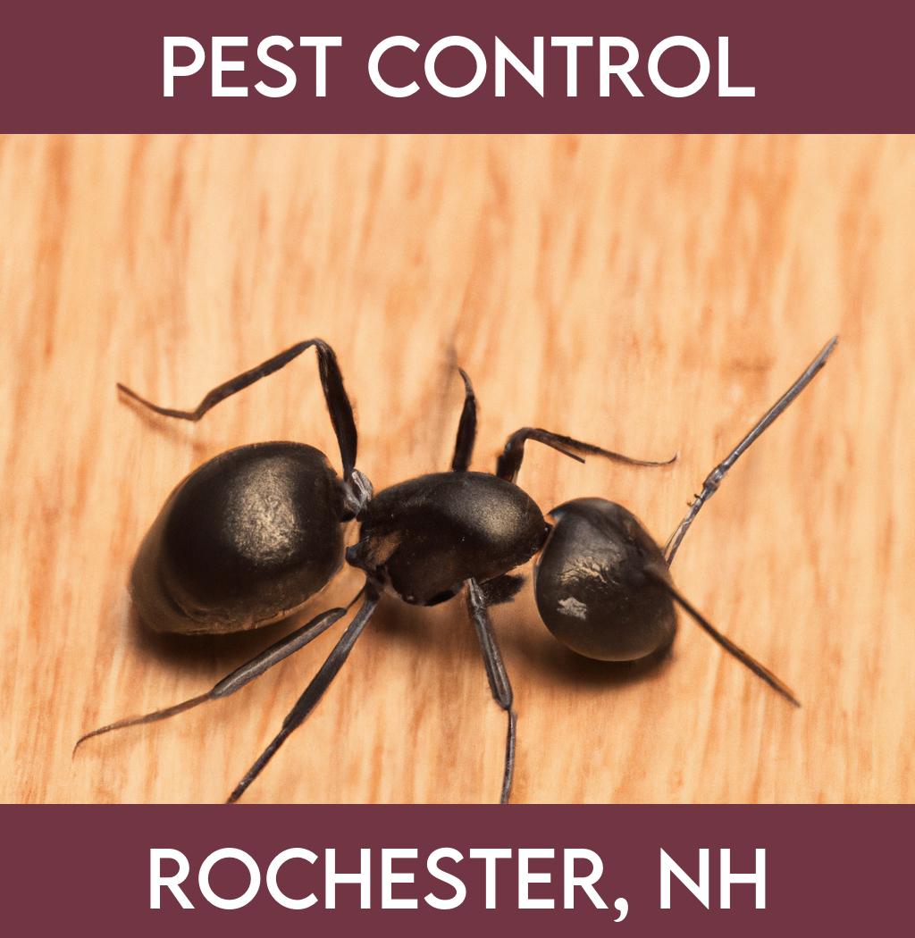pest control in Rochester New Hampshire