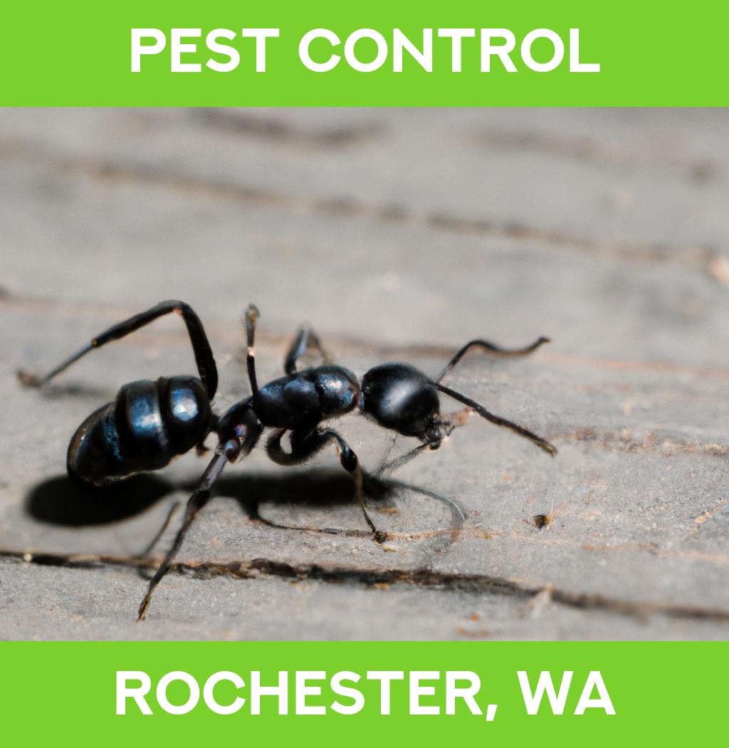 pest control in Rochester Washington