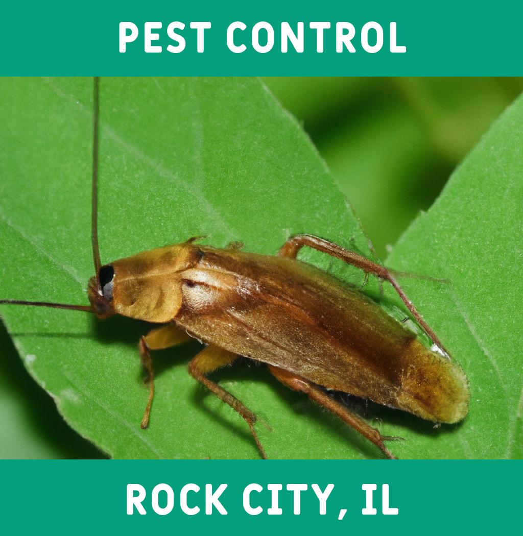 pest control in Rock City Illinois