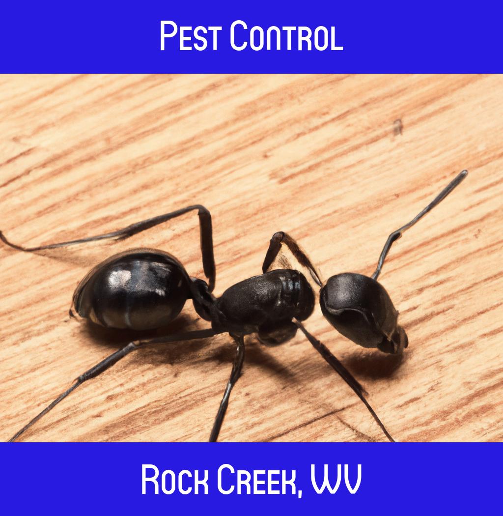 pest control in Rock Creek West Virginia