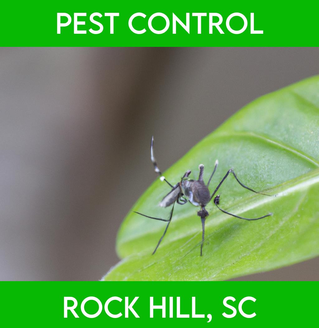 pest control in Rock Hill South Carolina