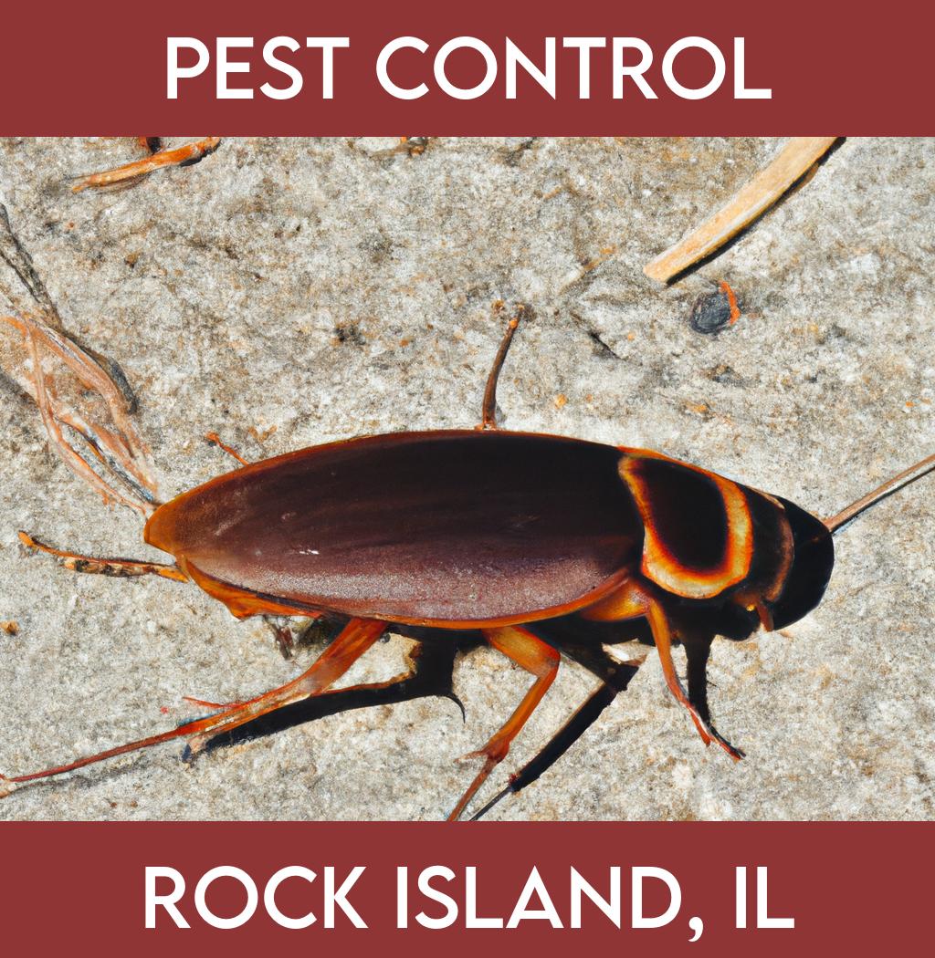 pest control in Rock Island Illinois
