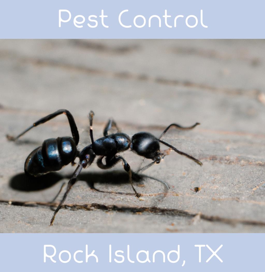 pest control in Rock Island Texas
