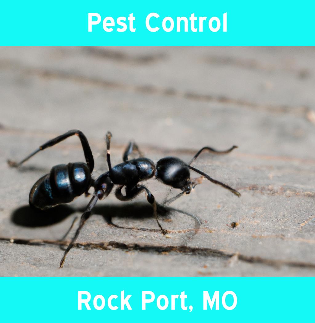 pest control in Rock Port Missouri