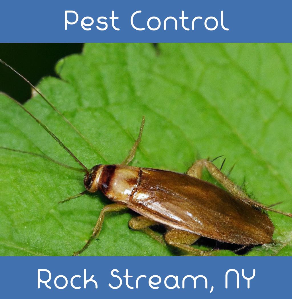 pest control in Rock Stream New York