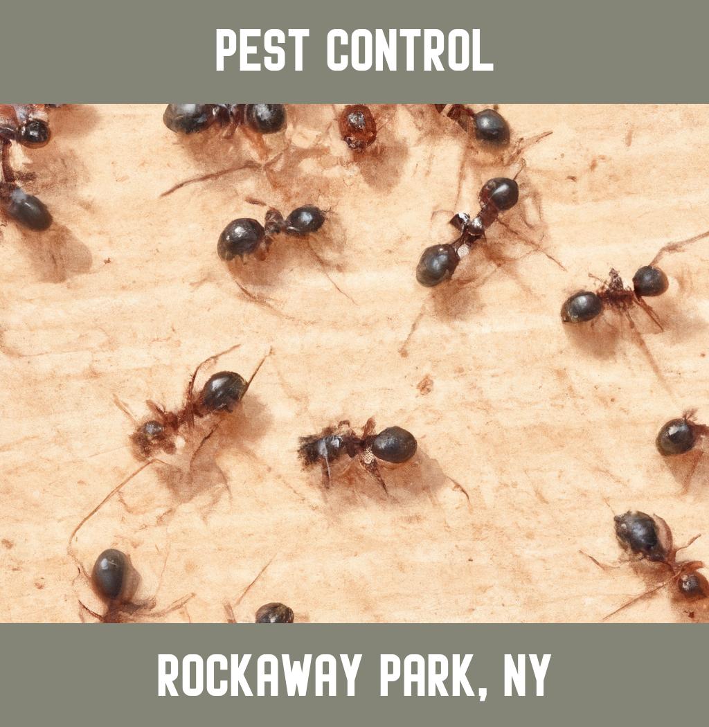 pest control in Rockaway Park New York