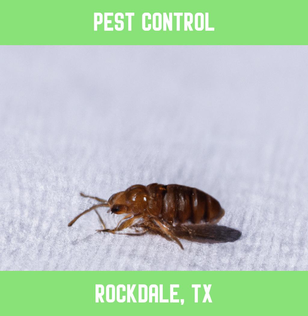 pest control in Rockdale Texas