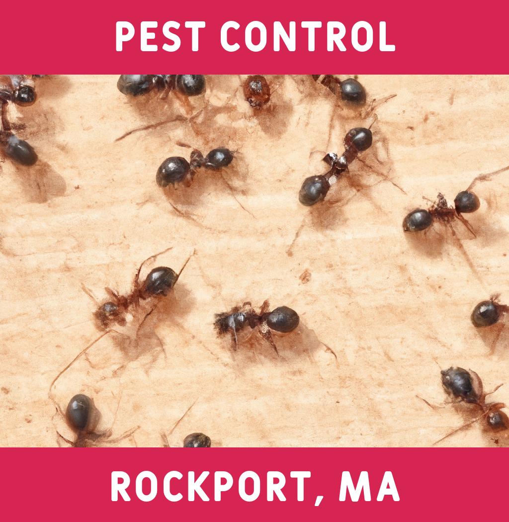 pest control in Rockport Massachusetts