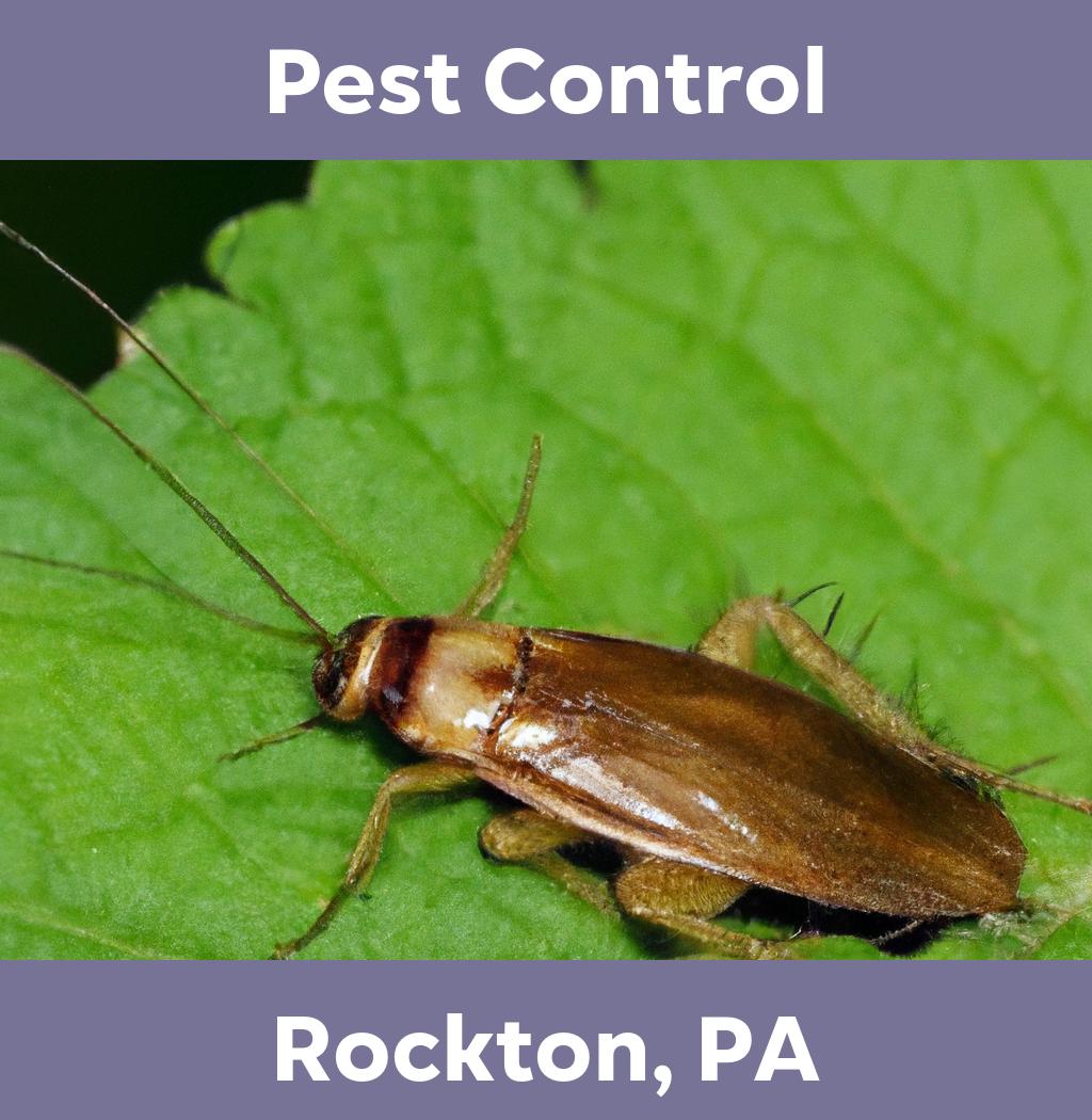 pest control in Rockton Pennsylvania